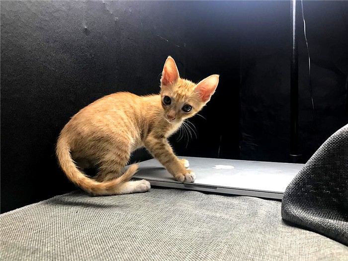 购买宠物猫前注意事项,新手买宠物猫应注意什么