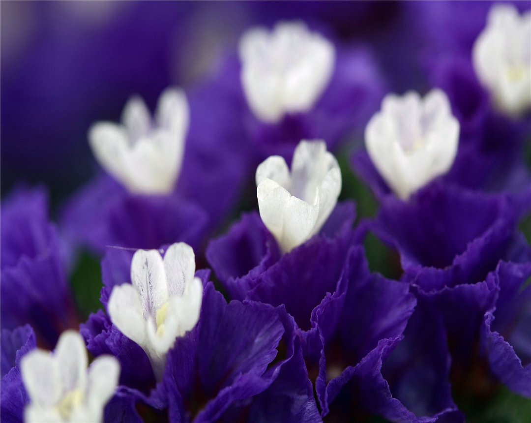 马蹄莲养殖方法与注意事项,马蹄莲的养殖技术和管理方法视频