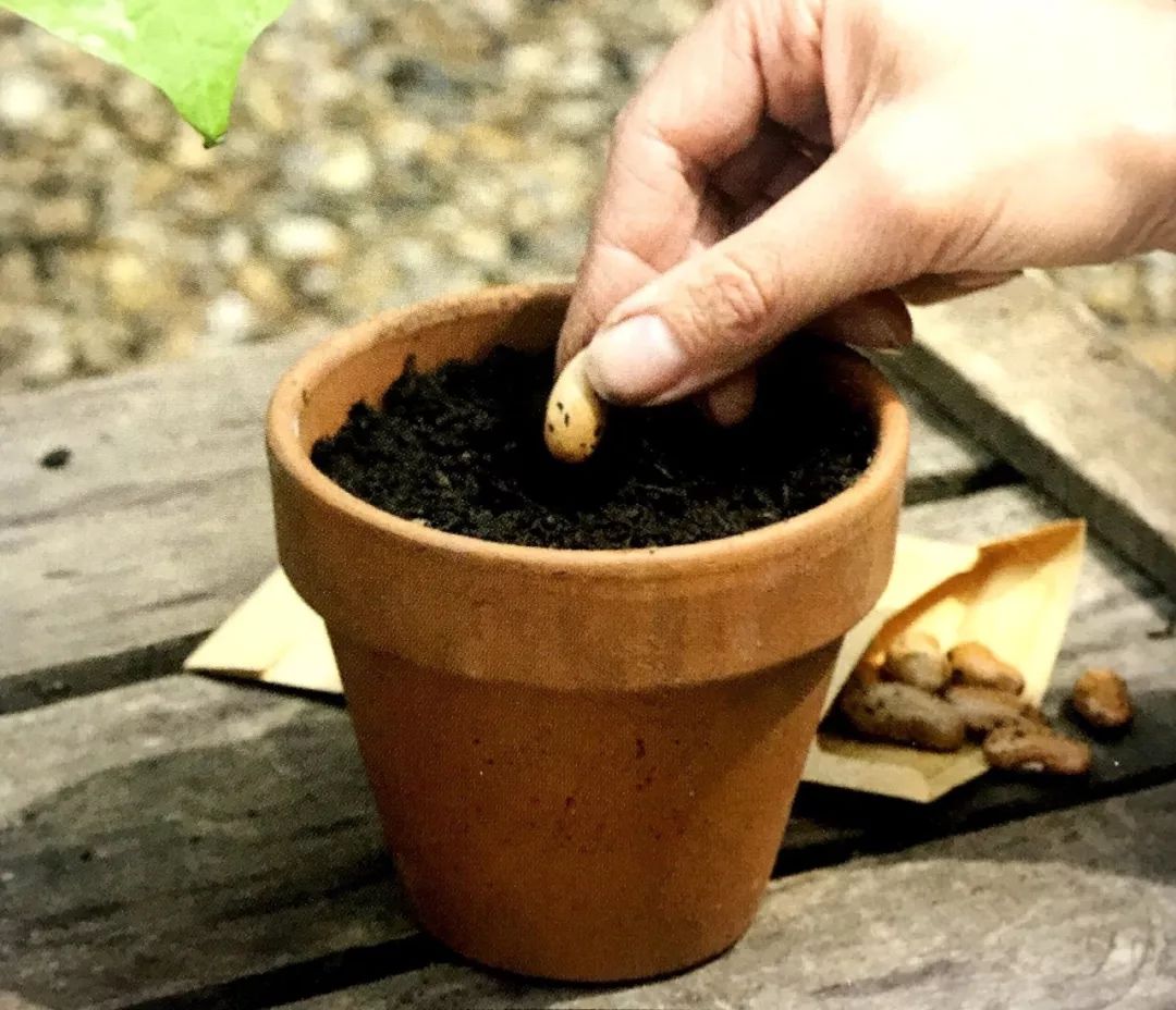 自家阳台小菜园种的纯天然蔬菜,阳台种植一年四季可以吃的蔬菜