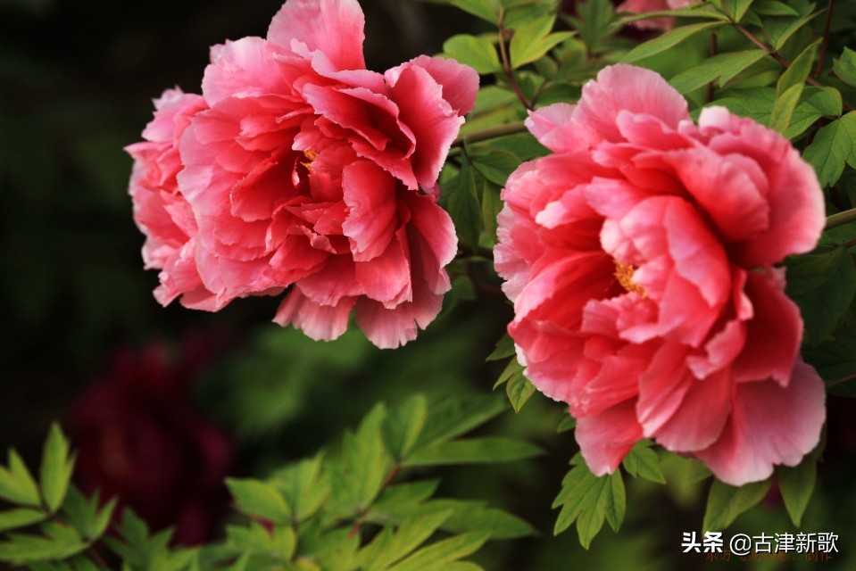 最美牡丹诗词20首,研究牡丹花