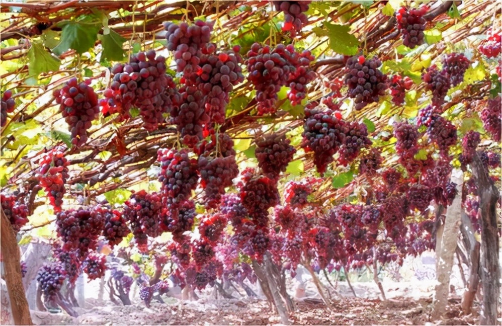 商洛景区当地小吃特产,商洛山阳县十大特产