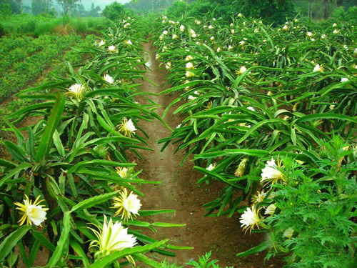 火龙果苗的种植方法,火龙果插杆种植方法