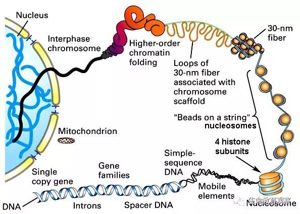 动植物细胞亚显微结构模式图片,动植物细胞的亚显微结构