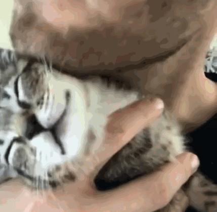 猫放一个屁，全家吃不下饭！真的好臭啊啊啊啊啊