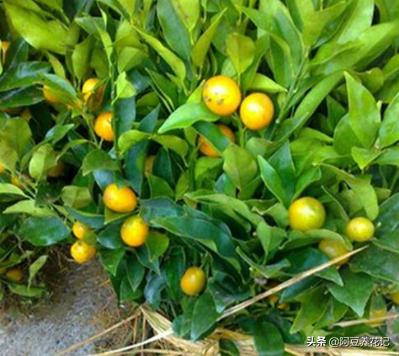 北方柑橘怎样枝繁叶茂,盆栽柑橘怎么避免黄叶