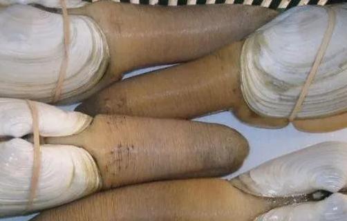 最顶级的5种海鲜,盘点我吃不起的五大顶级海鲜