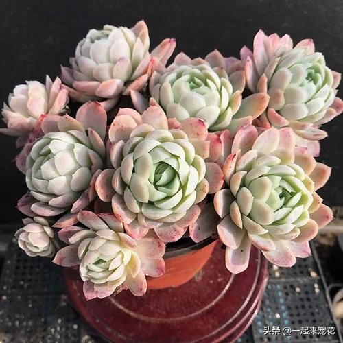 十大最漂亮的多肉植物名字,常见观赏多肉植物名字大全