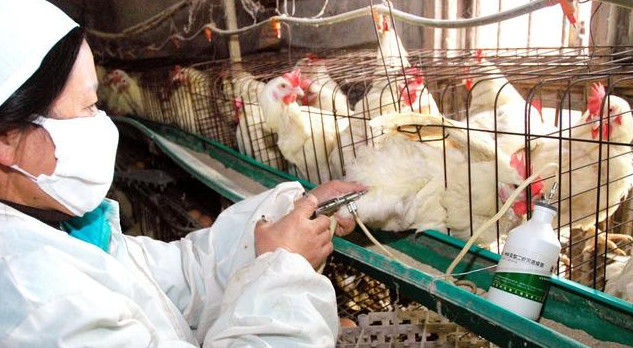 养鸡怎么防止应激反应,养鸡失败的原因和解决方法