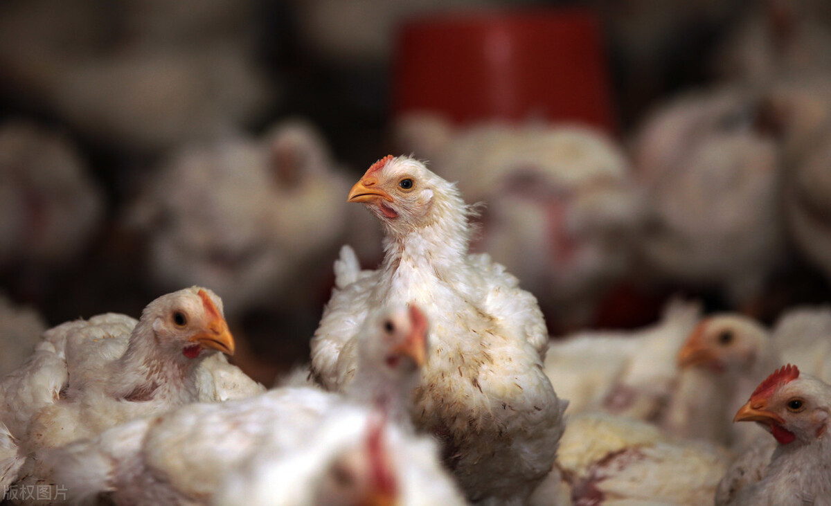 鸡肉没有以前香了,为什么现在鸡肉没有以前香