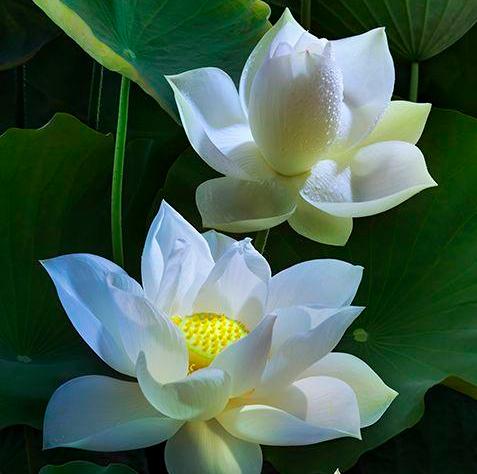 荷花可以象征什么,你知道荷花的寓意和象征