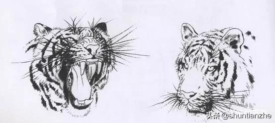 工笔老虎技法教学视频,工笔老虎胸毛的撕毛法