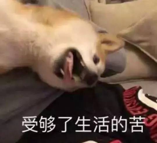 厦门岛内岛外思明区,厦门岛内鄙视链