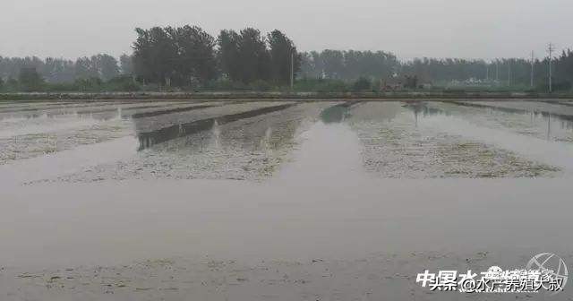 伊乐藻种植视频大全,伊乐藻种子种植