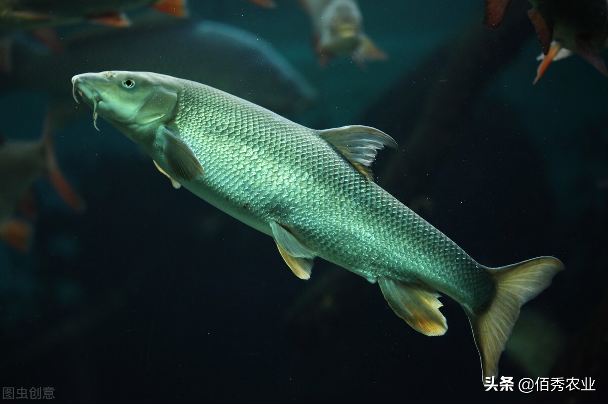 干涸多年的河沟，下雨积水后，为啥会有很多小鱼，从哪里来的？
