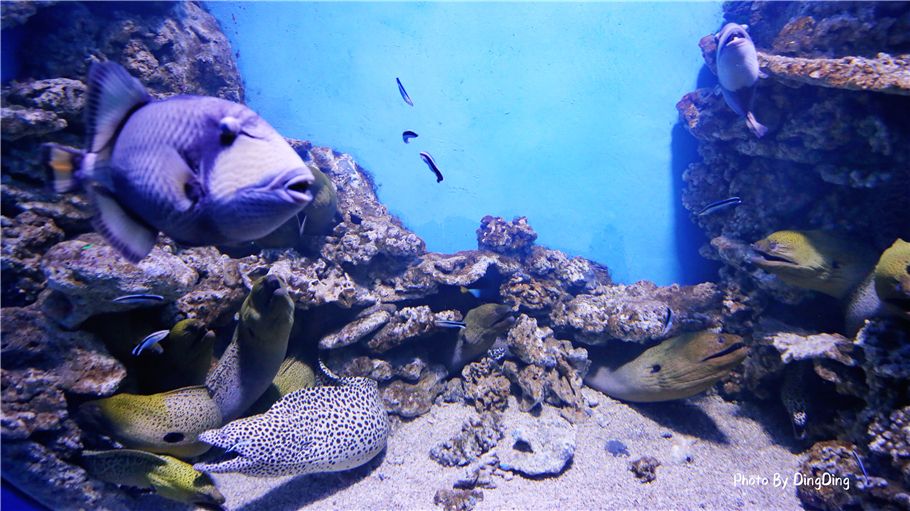 迪士尼能走多远,迪士尼乐园有多远