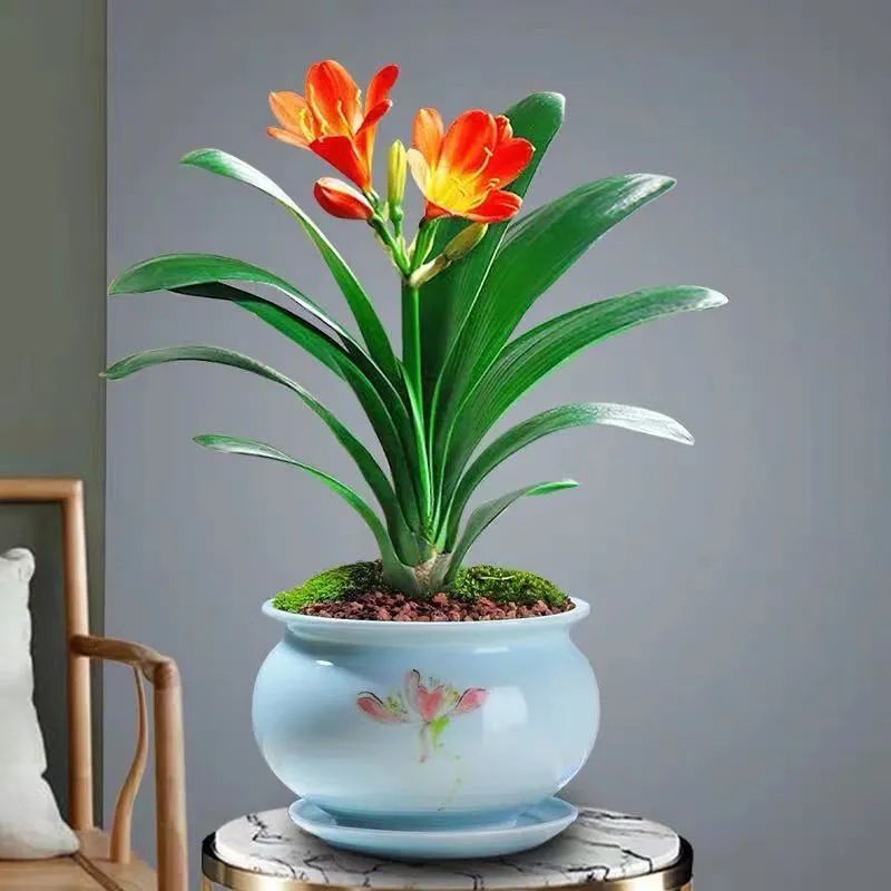 君子兰长歪了怎么矫正实图,君子兰整个长歪了怎么矫正