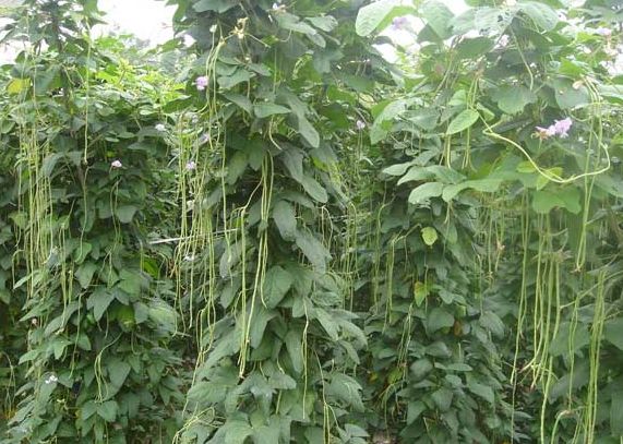 露天种菜一亩地有多少利润,一亩大棚种菜一年能赚多少