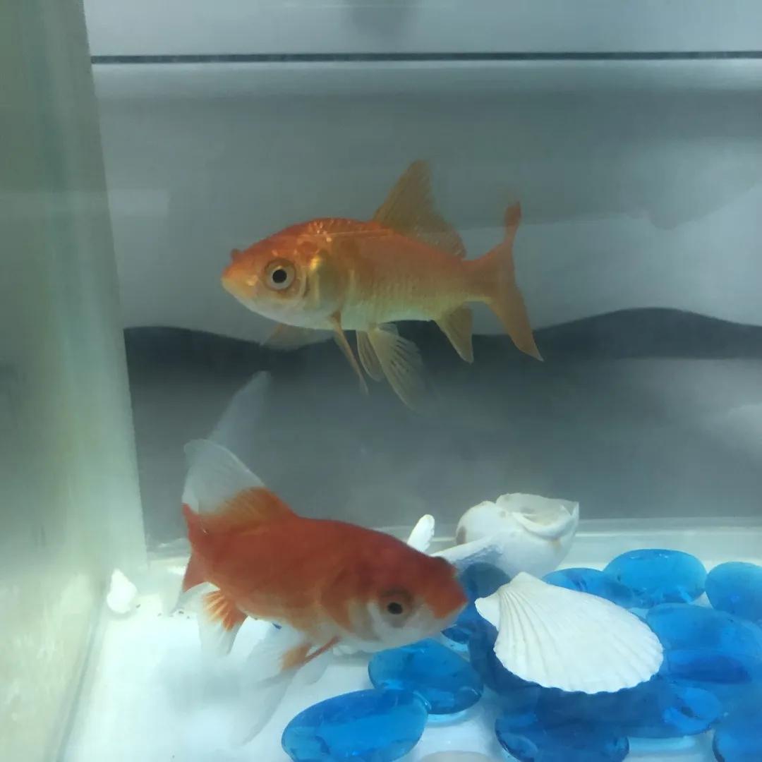 和宠物交流说什么,和宠物谈恋爱