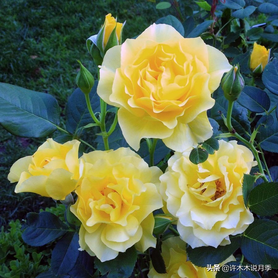 月季常见4种病,月季黑杆病怎么处理