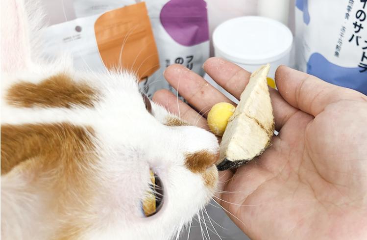 美短掉毛比一般的猫严重怎么办,英短猫掉毛严重怎么解决