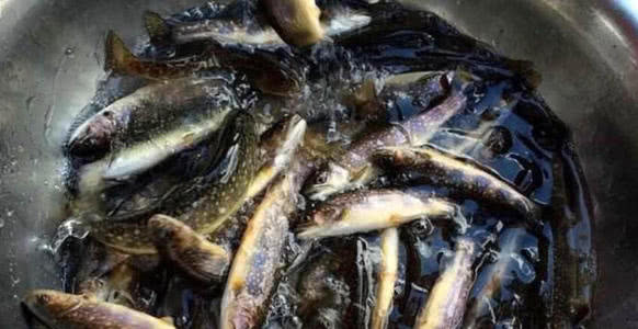 鱼怎么会吃出柴油味,自己家做熟的鱼有鱼腥味怎么办