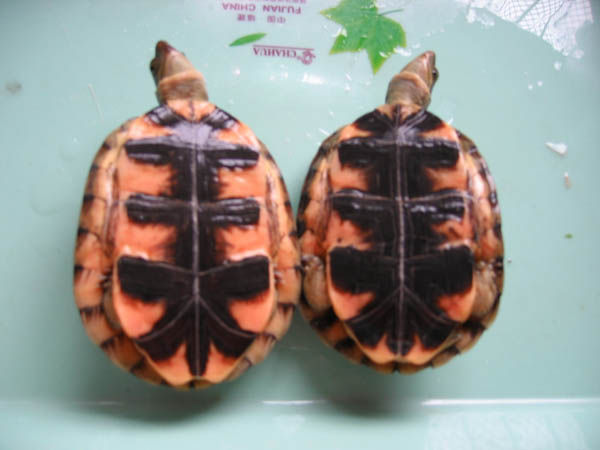 水陆两栖龟选什么龟,水陆两栖龟陆龟怎么区别