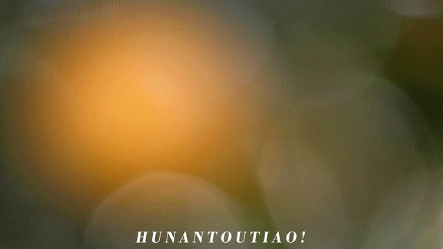 超爽福利暴击！高山神秘“金疙瘩”,甜蜜你的冬天