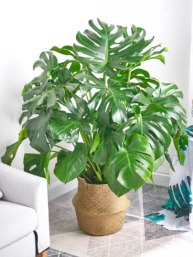 观花最好养的植物,5-10月适合养什么花