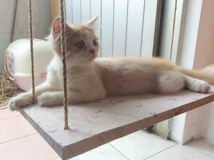 猫咪跳蚤怎么灭杀,猫咪跳蚤怎么彻底清除用什么喷雾