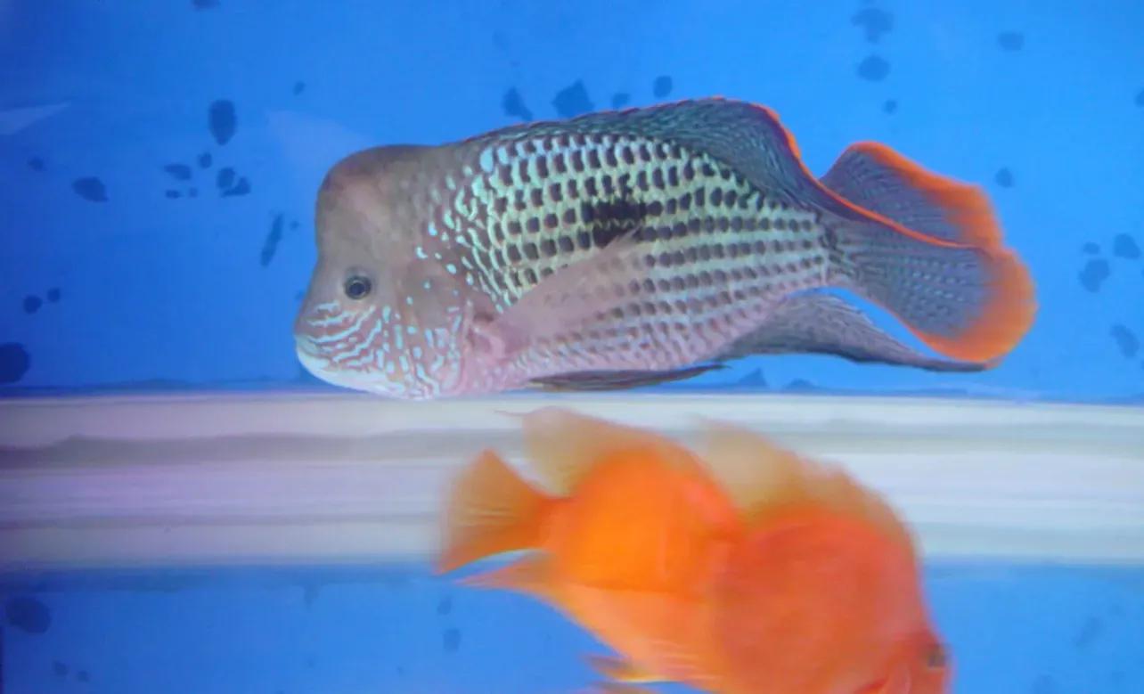 萌新养什么比较好,萌新养鱼准备什么