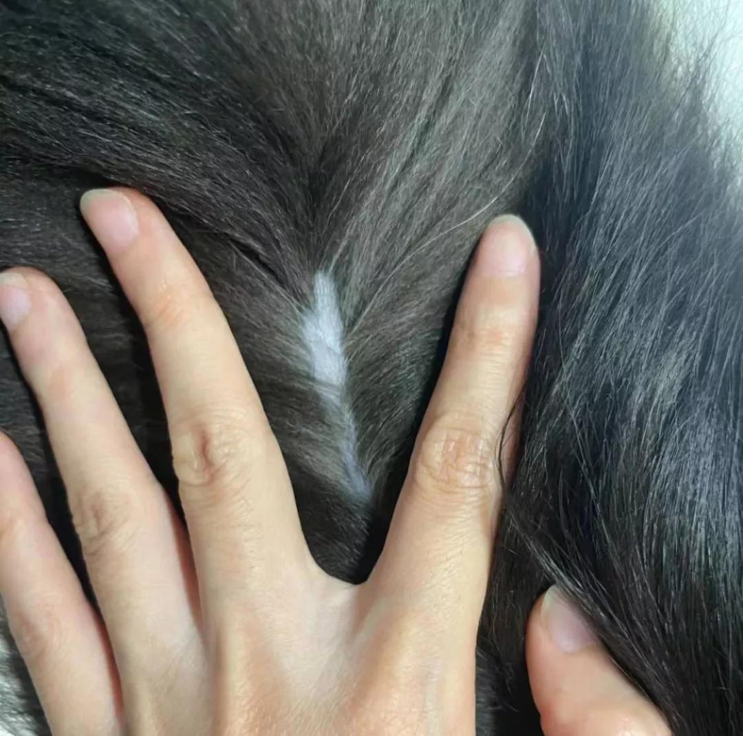 有宠一族必看：啥家庭条件呀，好几万的沙发随便毁？