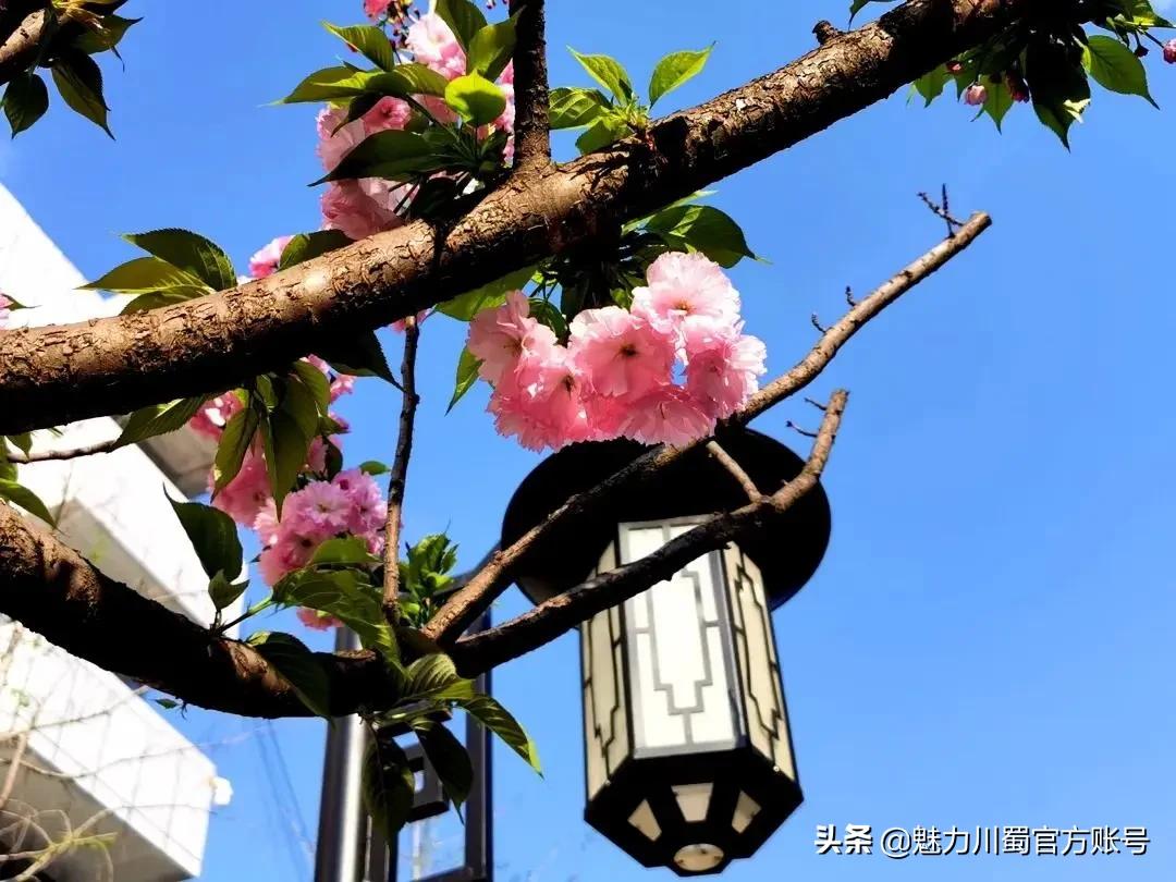 绵阳南山中学办学理念,家长评价绵阳南山中学真实水平