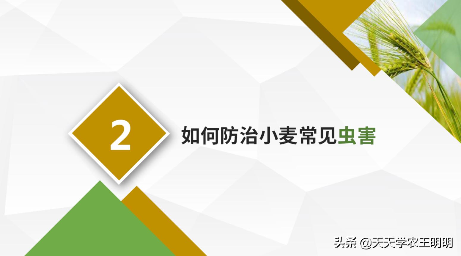 小麦虫害防治指南,小麦虫害的预防与防治