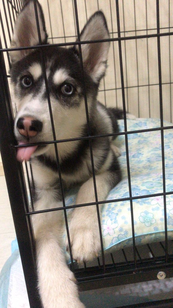 我家二哈七个月不长高怎么回事,我家二哈不长高怎么回事