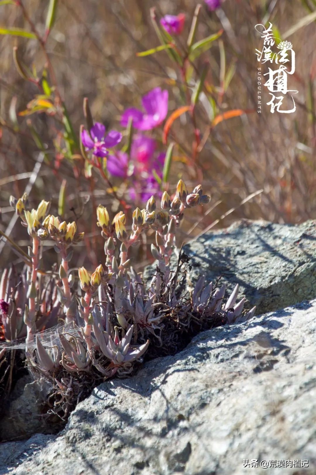美国加州海岸仙女杯,美国仙女杯