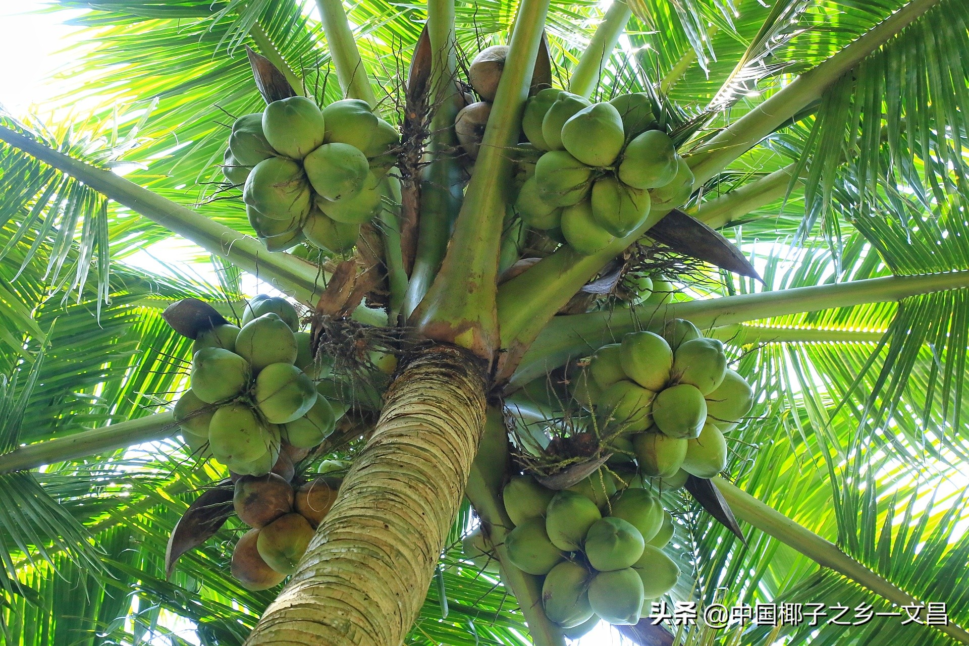 椰树十几年前,椰树是一年四季都有吗