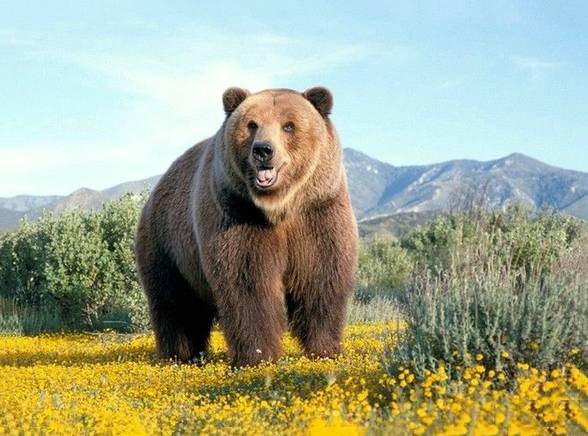 遇到熊一个装死一个逃跑说明什么,遇到熊装死到底管不管用