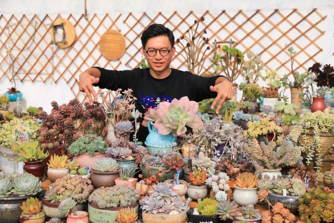 多肉基地批发生石花直播,多肉生石花直播销量第一名