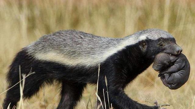 平头哥为什么和朋友玩耍,平头哥为什么没有退路可言