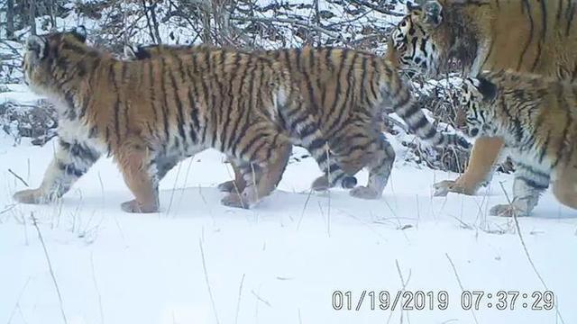 东北虎闯进村庄袭击放羊人,野生东北虎袭击人