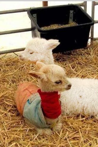 大连铭湖牧场和三寰牧场哪个好,大连铭湖牧场和三寰牧场哪个好玩