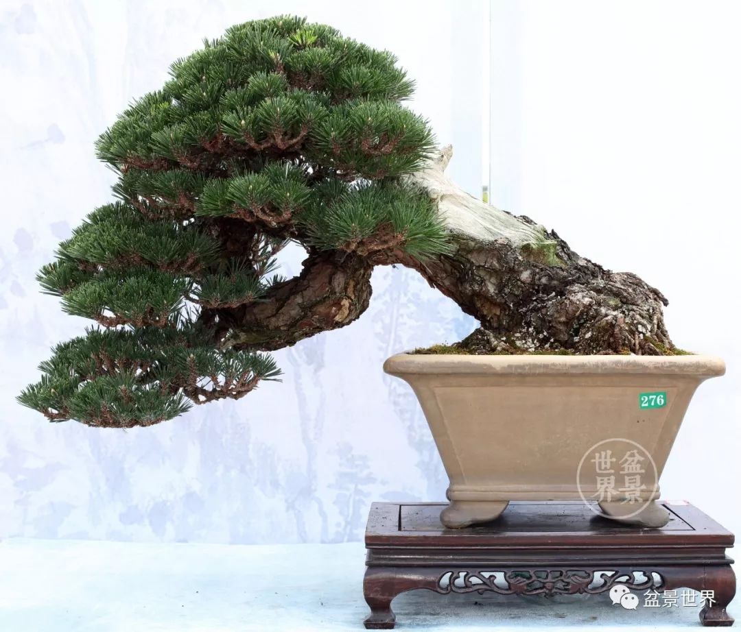 黑松盆景精品图片,黑松盆景精品欣赏