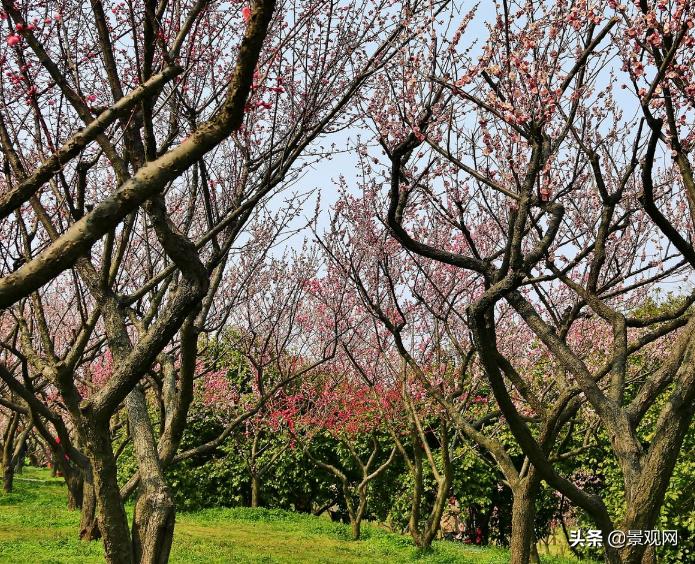 华北常见五种夏秋观花树种,花期很长的观花树种
