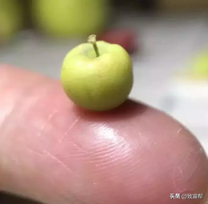 90后母亲被骗,90后妈妈因造假走红