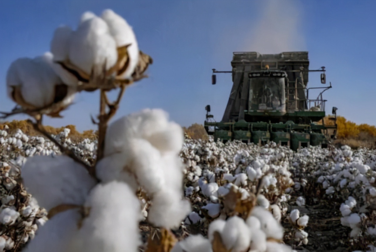 澳棉迎来大丰收,棉农却高兴不起来,“天时”来了无“人和”