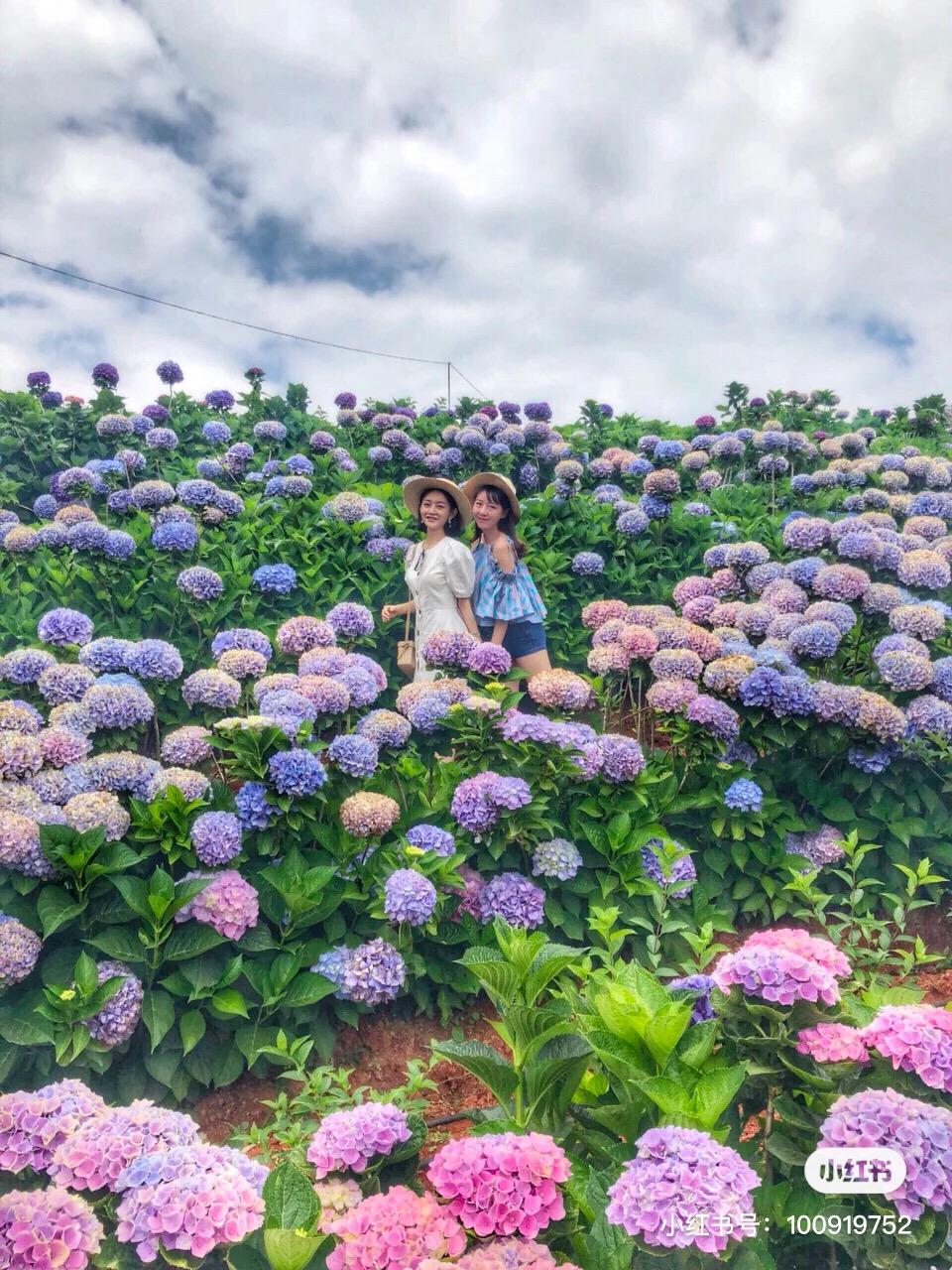 被大理丽江掩盖风头又怎样？它才是云南No.1！5月它太美了