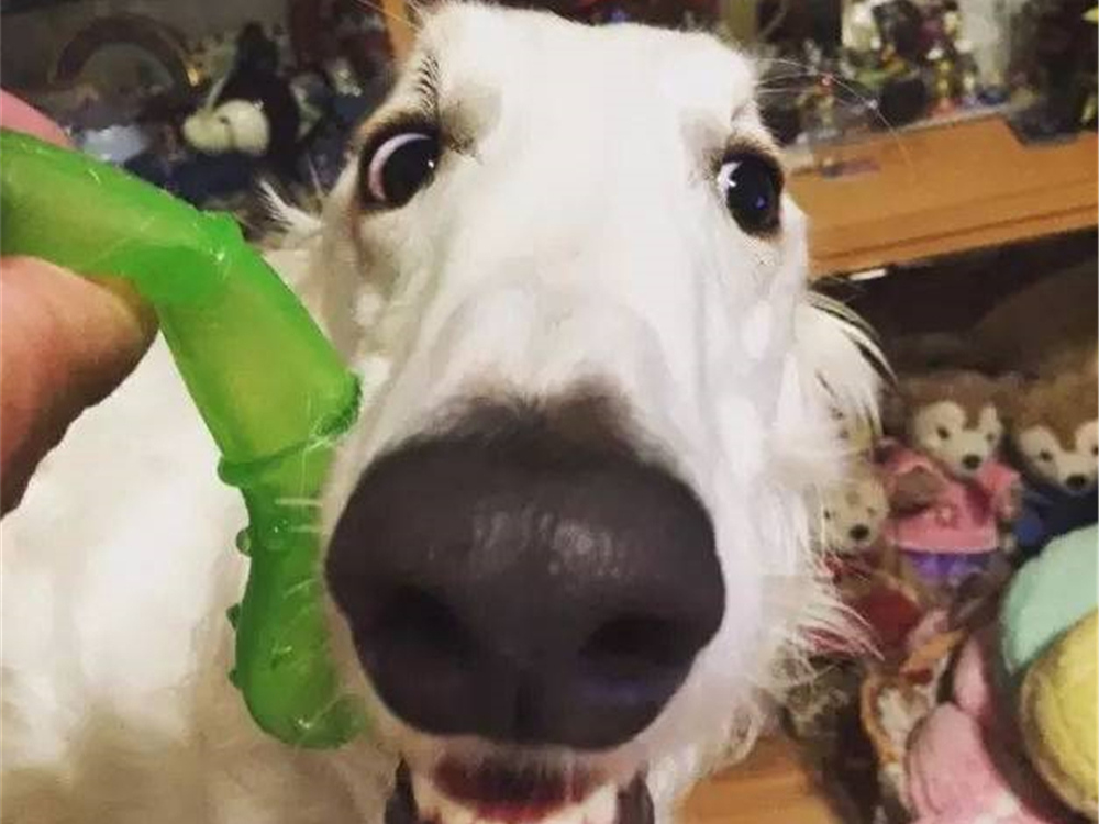 泰迪调戏大型犬被当场咬死,巨型泰迪挑衅大型犬被咬死