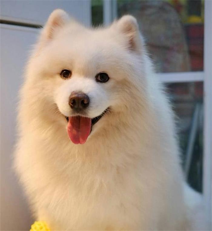 萨摩耶拆家,萨摩耶为什么这么会拆家