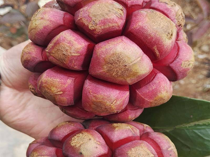 南方山里很多没人摘，如今却成种植热门，1斤20元，又是炒作？