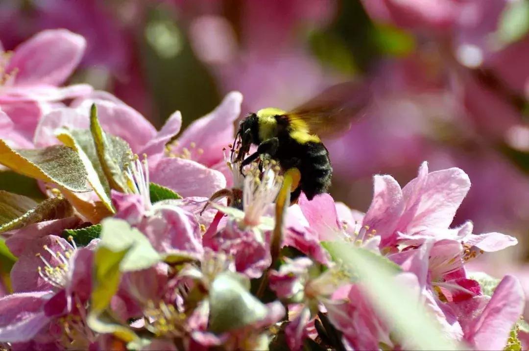 昆明石林景区值得去吗,昆明石林精华景点
